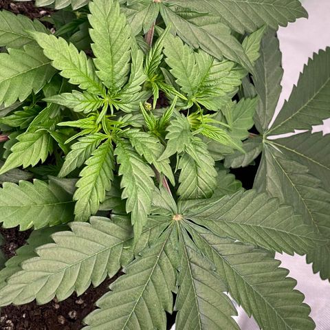 Northern Lights - 1st Grow growlog timeline photo
