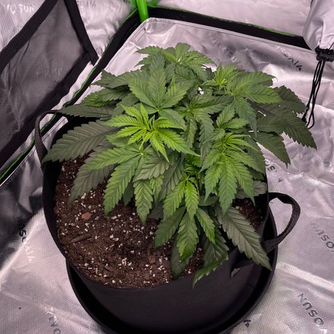 Northern Lights - 1st Grow growlog timeline photo