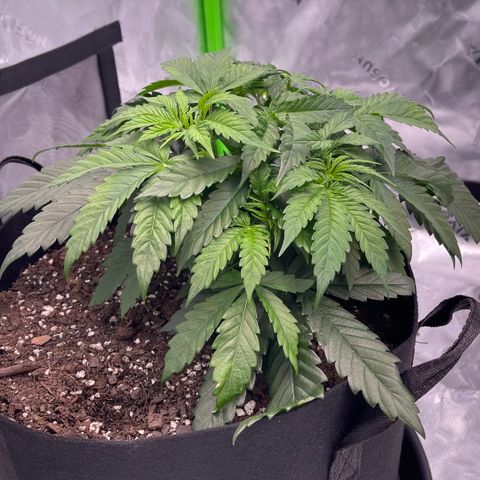 Northern Lights - 1st Grow growlog timeline photo