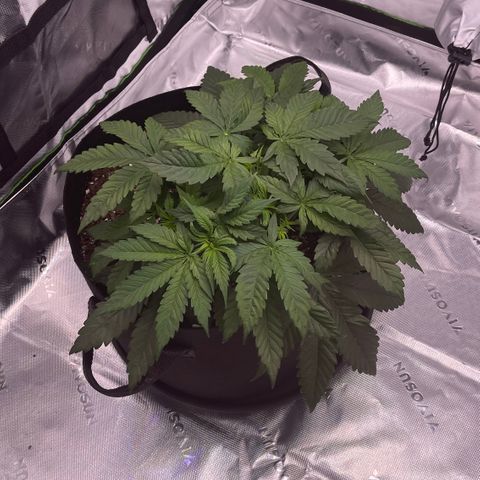 Northern Lights - 1st Grow growlog timeline photo