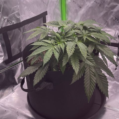 Northern Lights - 1st Grow growlog timeline photo