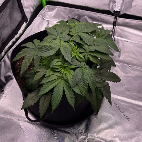 Northern Lights - 1st Grow growlog timeline photo
