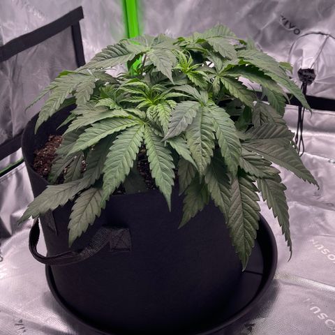 Northern Lights - 1st Grow growlog timeline photo