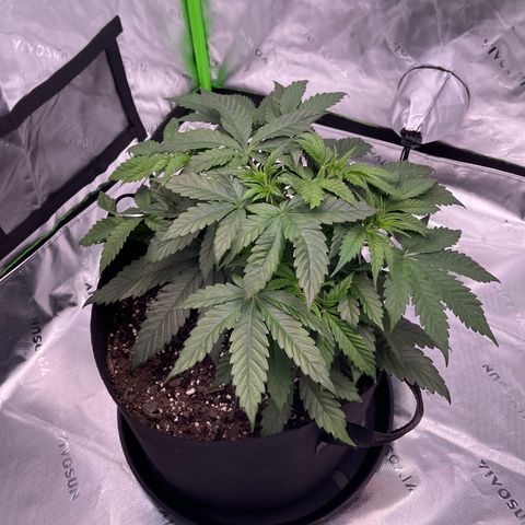 Northern Lights - 1st Grow growlog timeline photo