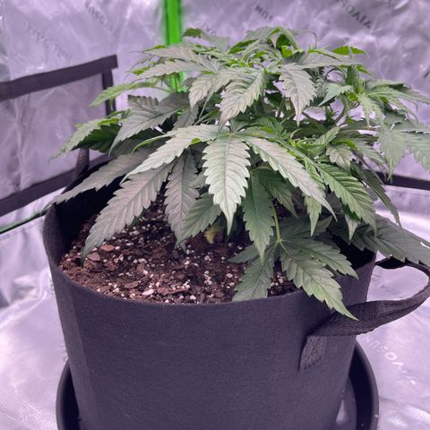 Northern Lights - 1st Grow growlog timeline photo
