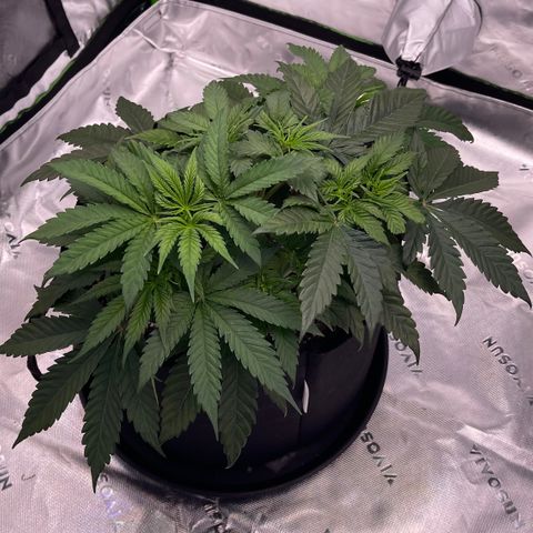 Northern Lights - 1st Grow growlog timeline photo