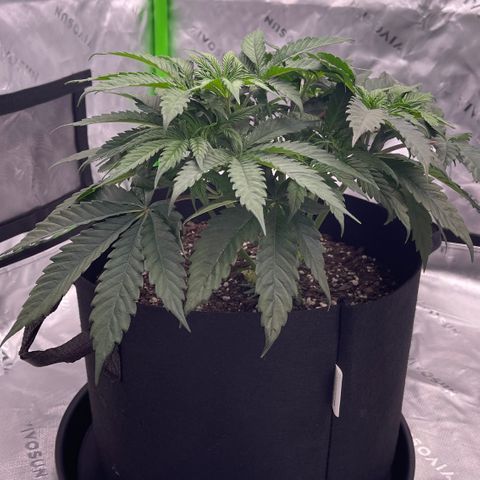 Northern Lights - 1st Grow growlog timeline photo