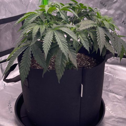 Northern Lights - 1st Grow growlog timeline photo