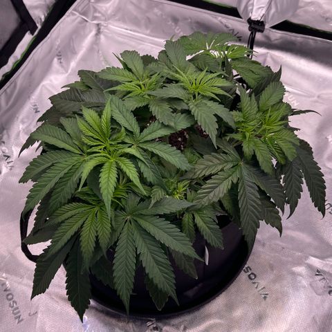 Northern Lights - 1st Grow growlog timeline photo