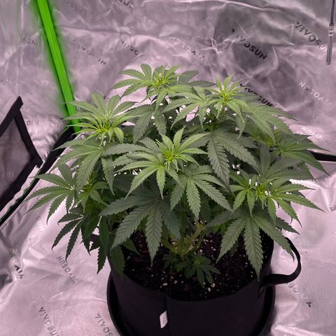 Northern Lights - 1st Grow growlog timeline photo