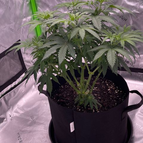 Northern Lights - 1st Grow growlog timeline photo