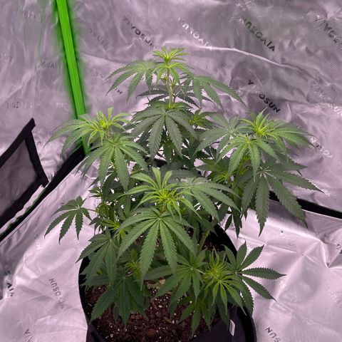 Northern Lights - 1st Grow growlog timeline photo