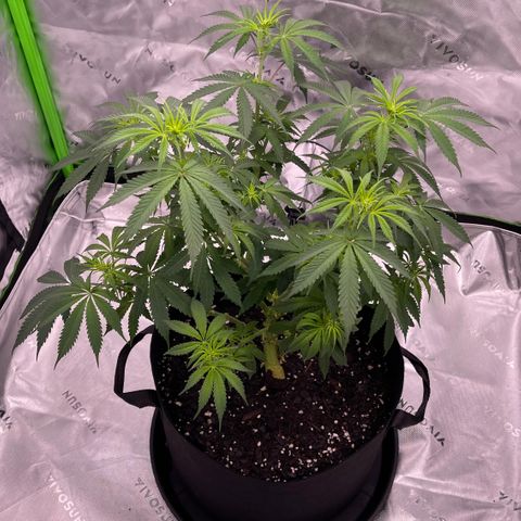 Northern Lights - 1st Grow growlog timeline photo