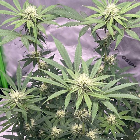 Northern Lights - 1st Grow growlog timeline photo