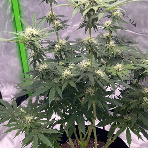 Northern Lights - 1st Grow growlog timeline photo
