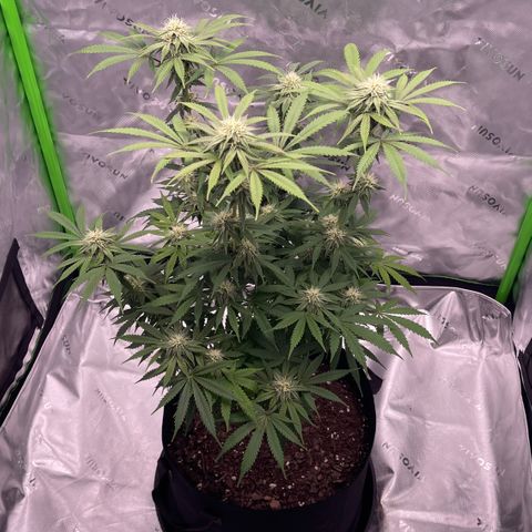 Northern Lights - 1st Grow growlog timeline photo