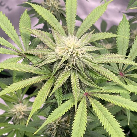 Northern Lights - 1st Grow growlog timeline photo