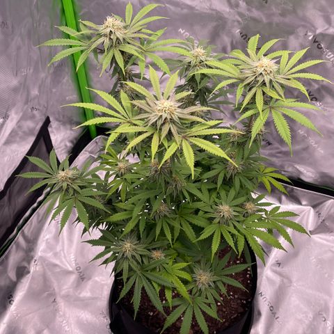 Northern Lights - 1st Grow growlog timeline photo