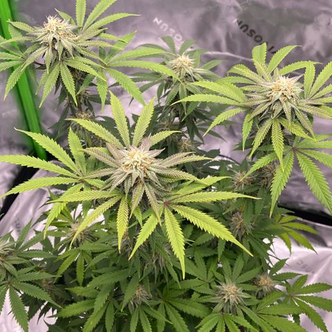 Northern Lights - 1st Grow growlog timeline photo