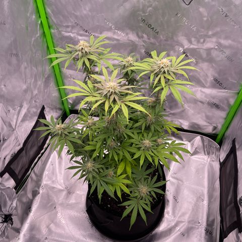 Northern Lights - 1st Grow growlog timeline photo