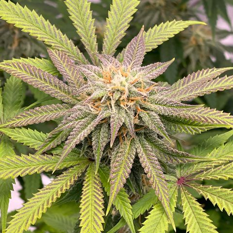 Northern Lights - 1st Grow growlog timeline photo