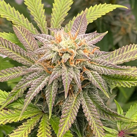 Northern Lights - 1st Grow growlog timeline photo