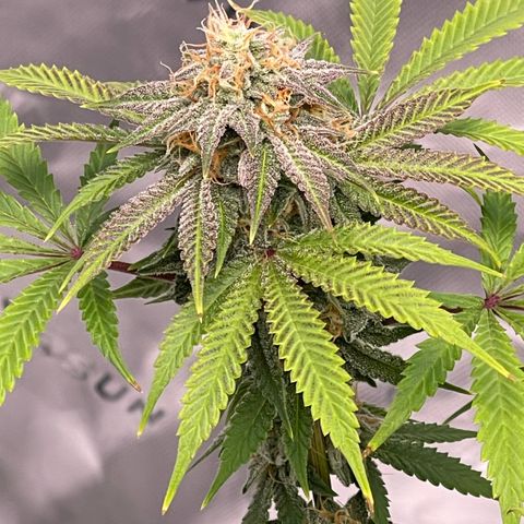 Northern Lights - 1st Grow growlog timeline photo
