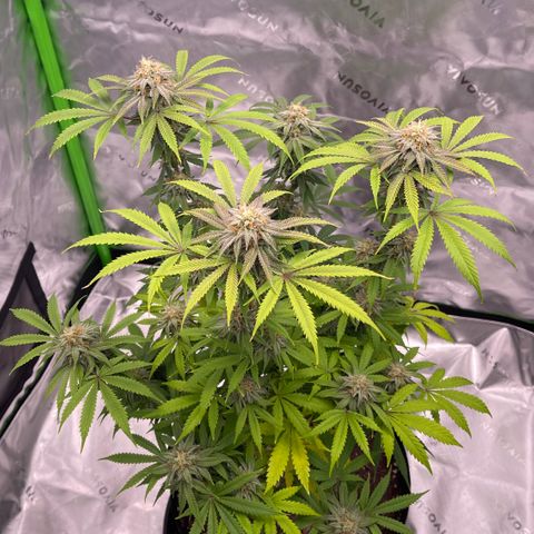Northern Lights - 1st Grow growlog timeline photo