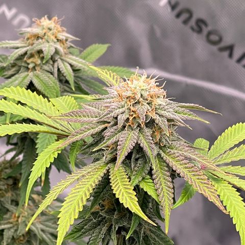 Northern Lights - 1st Grow growlog timeline photo