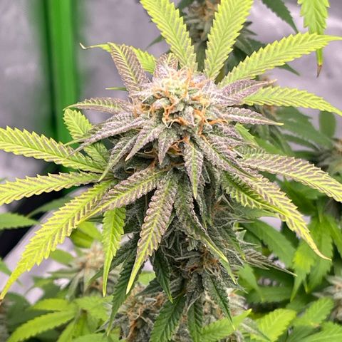 Northern Lights - 1st Grow growlog timeline photo