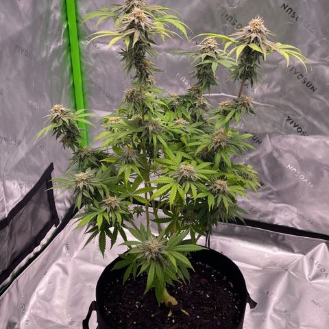 Northern Lights - 1st Grow growlog timeline photo