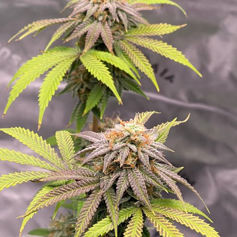 Northern Lights - 1st Grow growlog timeline photo