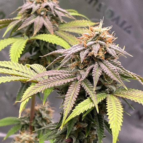 Northern Lights - 1st Grow growlog timeline photo