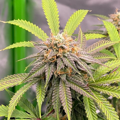 Northern Lights - 1st Grow growlog timeline photo
