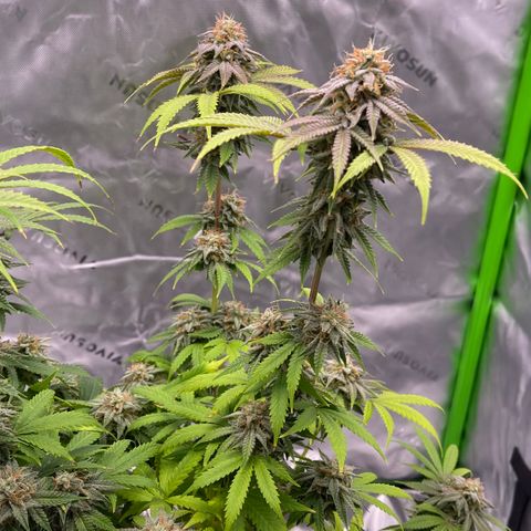 Northern Lights - 1st Grow growlog timeline photo