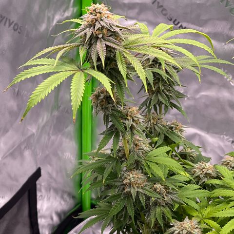 Northern Lights - 1st Grow growlog timeline photo