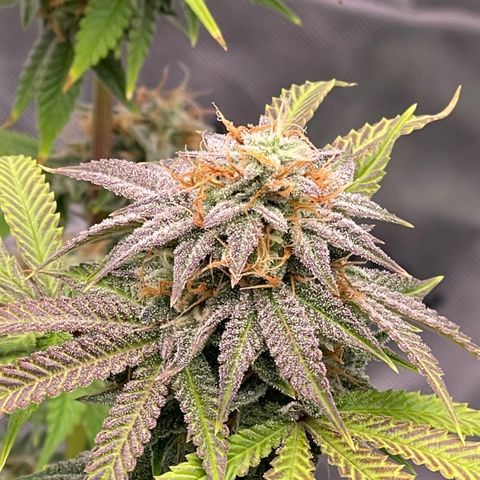 Northern Lights - 1st Grow growlog timeline photo