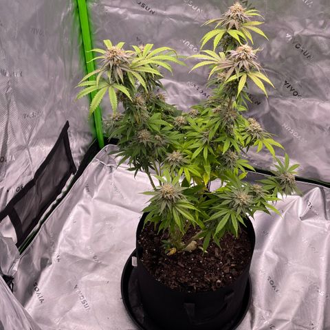 Northern Lights - 1st Grow growlog timeline photo