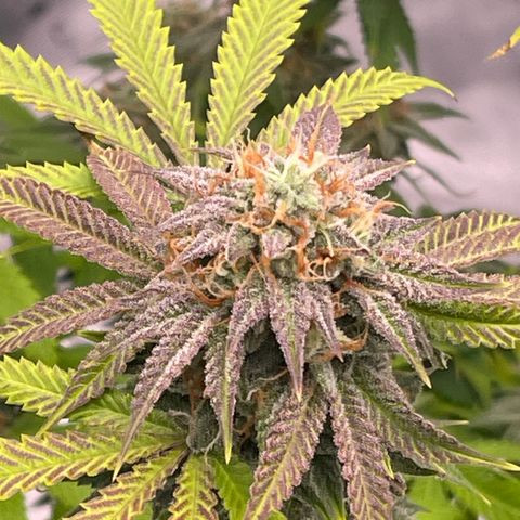 Northern Lights - 1st Grow growlog timeline photo