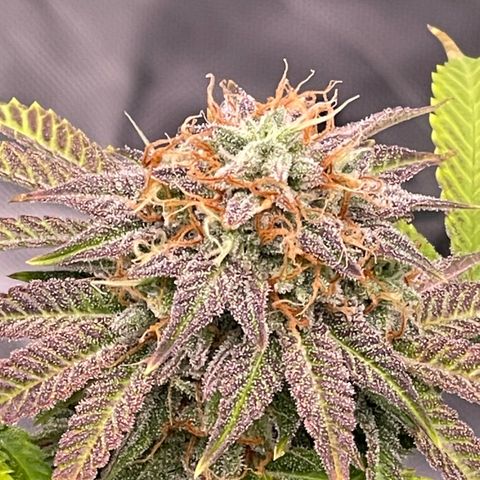 Northern Lights - 1st Grow growlog timeline photo