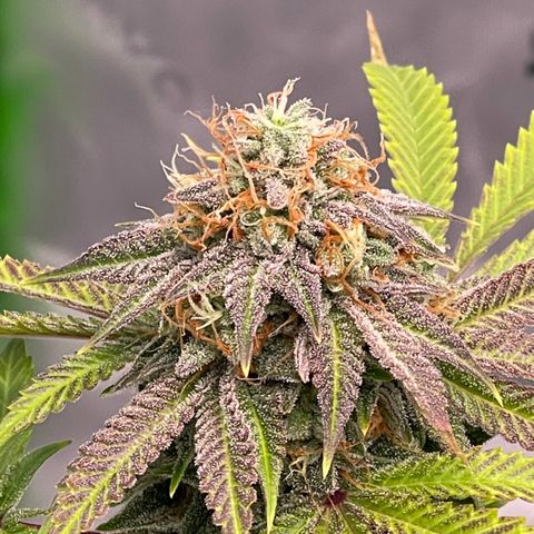 Northern Lights - 1st Grow growlog timeline photo
