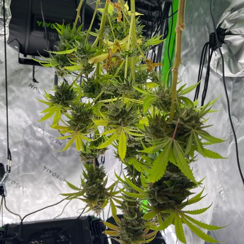 Northern Lights - 1st Grow growlog timeline photo