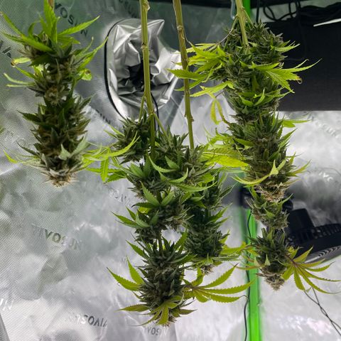 Northern Lights - 1st Grow growlog timeline photo