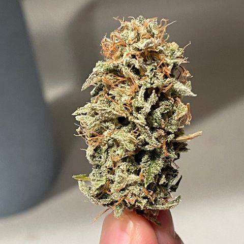 Northern Lights - 1st Grow growlog timeline photo