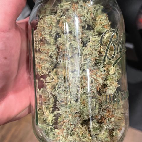 Northern Lights - 1st Grow growlog timeline photo