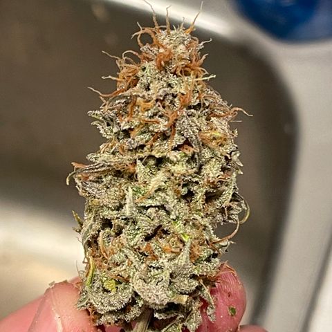 Northern Lights - 1st Grow growlog timeline photo