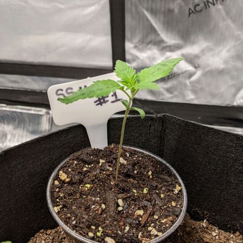 Super Silver Haze #1 growlog photo: Probably the best looking pheno out of the SSH.