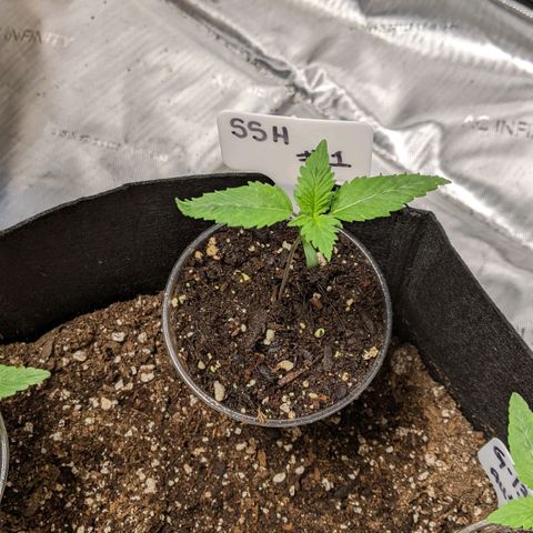 Super Silver Haze #1 growlog photo: Probably the best looking pheno out of the SSH.