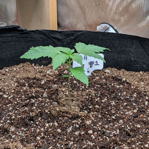Super Silver Haze #1 growlog timeline photo