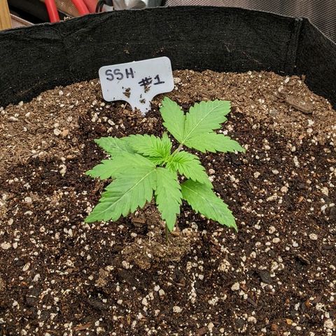 Super Silver Haze #1 growlog timeline photo
